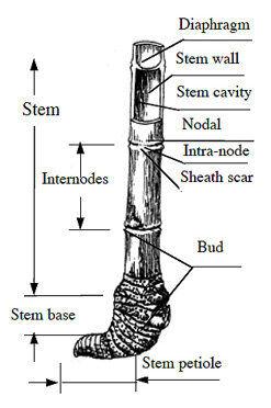 Bamboo Stem Anatomy