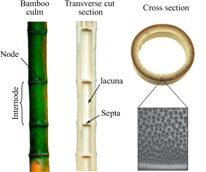 Properties Of Bamboo As A Structural Member In Construction Structville