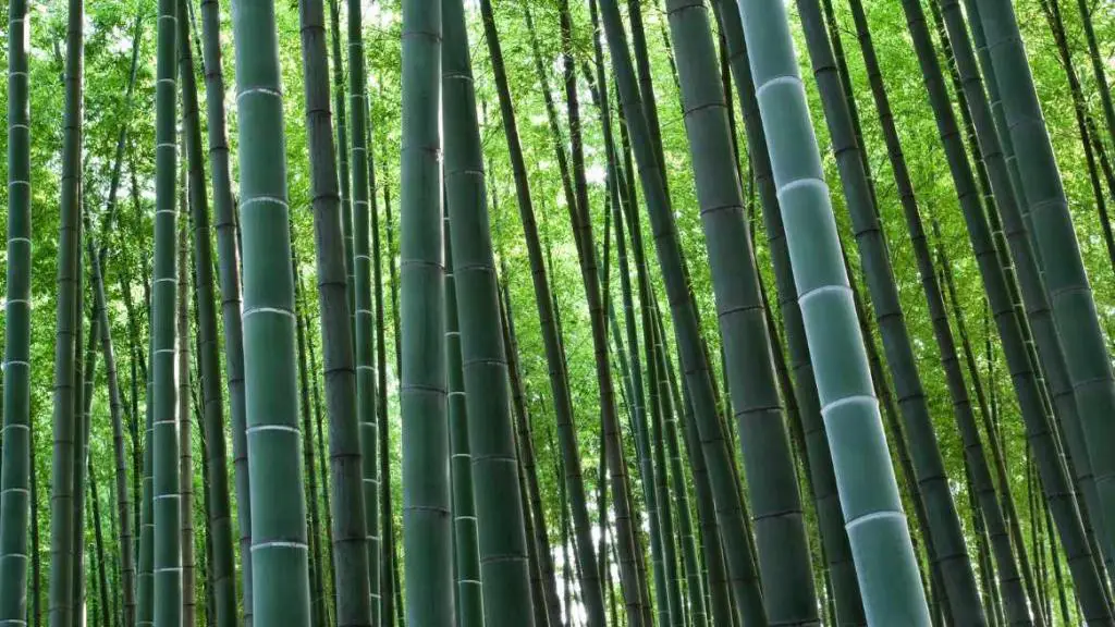 Bamboo growing in the forest