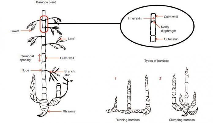 Properties Of Bamboo As A Structural Member In Construction Structville