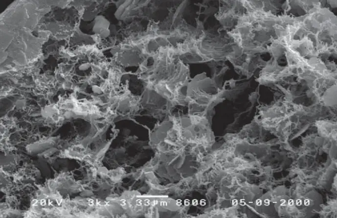 Scanning electron micrograph of illite