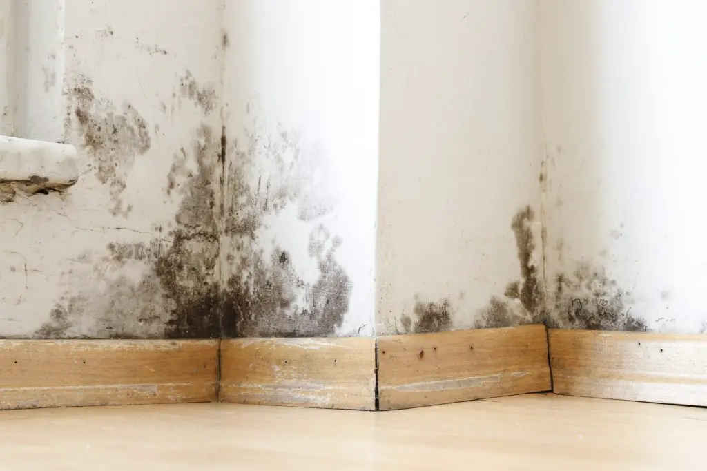 damp and mould in a building